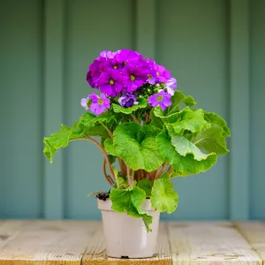 German Primrose